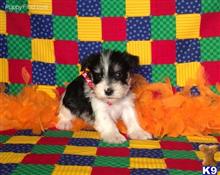 miniature schnauzer puppy posted by Rhonda Wallace